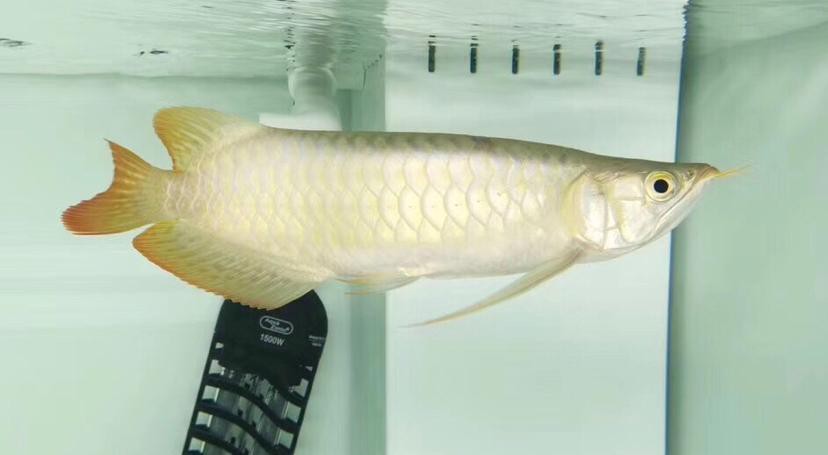 rdc龍魚(yú)品牌