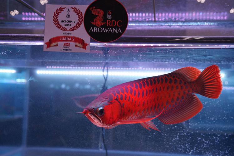 rdc龍魚(yú)品牌