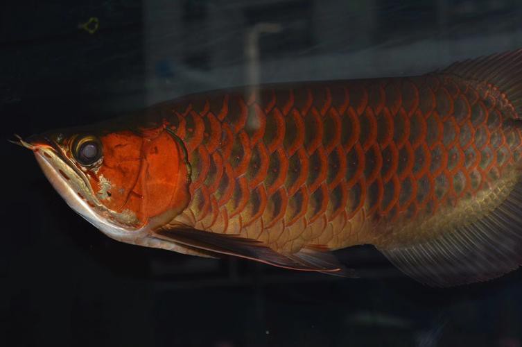 rdc龍魚(yú)品牌