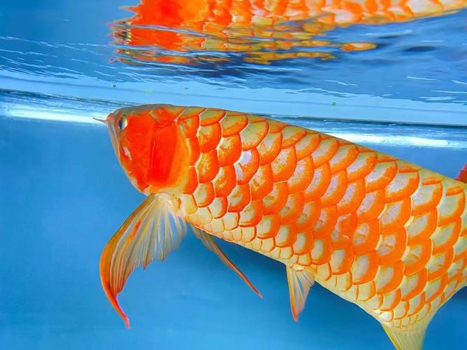 rdc龍魚(yú)品牌
