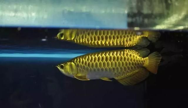 龍魚為什么會(huì)咬自己的尾巴呢視頻：龍魚咬自己尾巴的原因