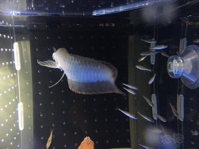 龍魚為什么會(huì)咬自己的尾巴呢視頻：龍魚咬自己尾巴的原因