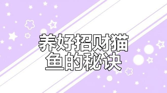 藍(lán)鯊VS招財(cái)貓
