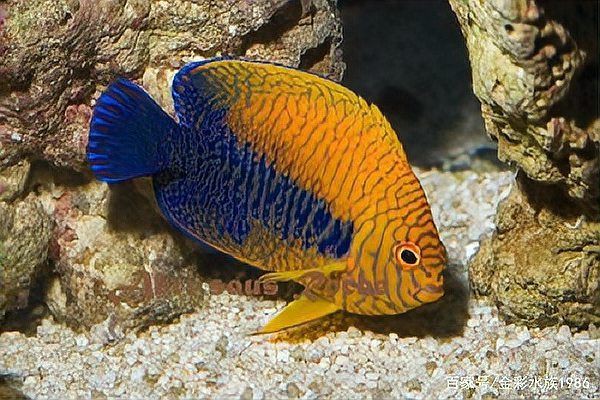 藍(lán)鯊VS招財(cái)貓