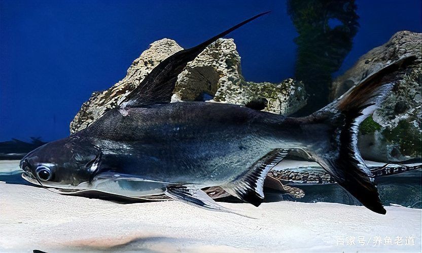 藍(lán)鯊VS招財(cái)貓