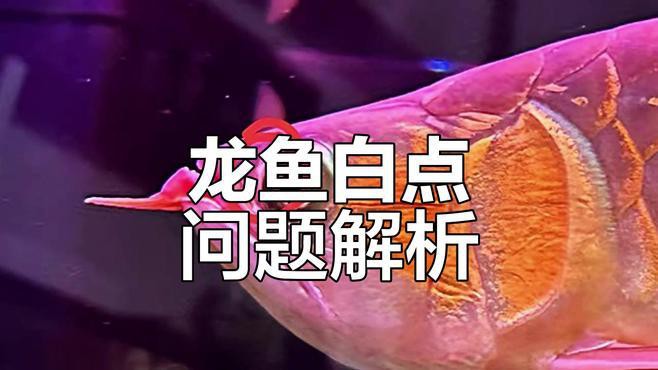 金龍魚眼睛白點