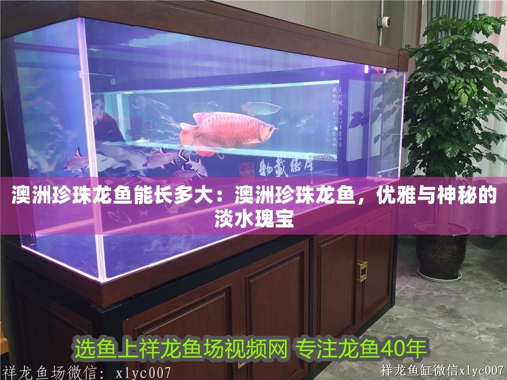 澳洲珍珠龍魚能長多大：澳洲珍珠龍魚，優(yōu)雅與神秘的淡水瑰寶