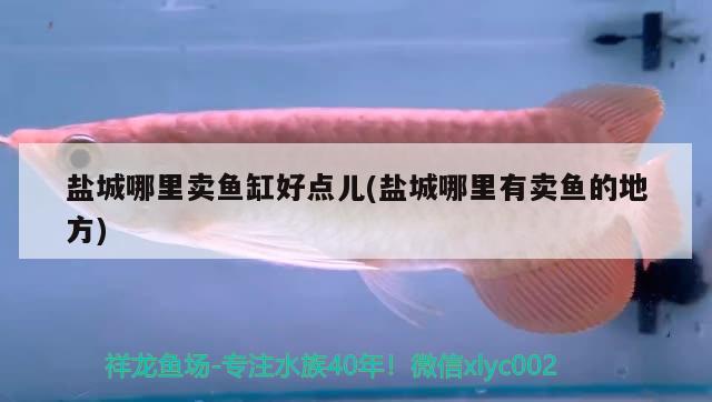 鹽城哪里賣魚缸好點兒(鹽城哪里有賣魚的地方)
