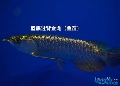 挑選金龍魚苗品種時需要了解金龍魚的基本特征：如何挑選金龍魚品種