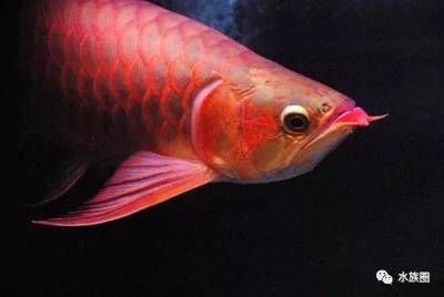 白色龍魚紅色鱗片是什么魚：白色龍魚搭配紅色鱗片是一種非常獨特且美麗的外觀特征