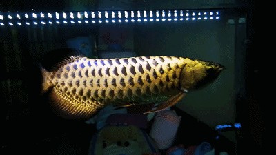 中國最大龍魚養殖場：中國龍魚的寓意和象征