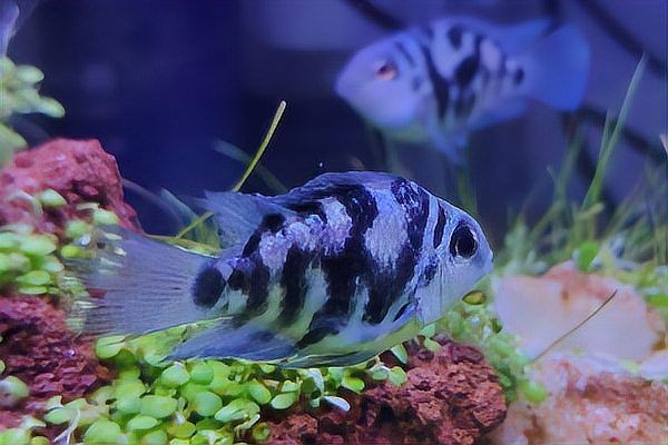 迷你鸚鵡起飛后幾天開口