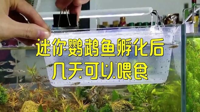 迷你鸚鵡起飛后幾天開口