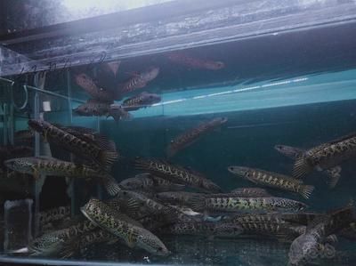 野生雷龍魚怎么馴養(yǎng)最好看：野生雷龍魚怎么馴養(yǎng) 野生雷龍魚怎么馴養(yǎng)最好看：野生雷龍魚怎么馴養(yǎng) 龍魚百科 第2張