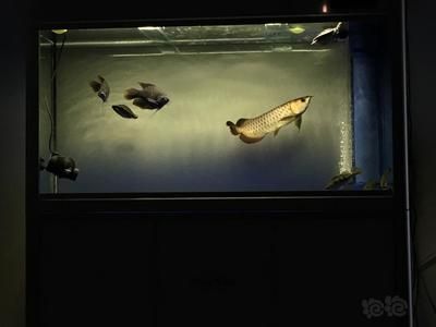 龍魚瘋狂撞缸呼吸急促：“小龍”龍魚缸內(nèi)出現(xiàn)異常情況，可能與水質(zhì)惡化有關(guān)