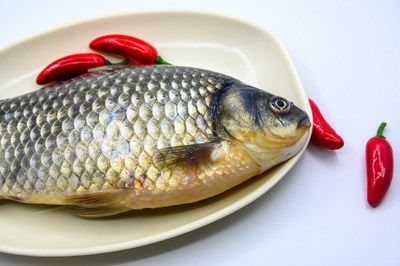 野生鯽魚能跟龍魚一起養嗎（野生鯽魚與龍魚可以一起養嗎？） 野生鯽魚能跟龍魚一起養嗎（野生鯽魚與龍魚可以一起養嗎？） 龍魚百科 第3張