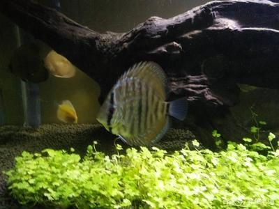 龍魚能不能和七彩混養：龍魚和七彩魚理論上可以混養但實踐中可能會遇到各種挑戰 龍魚能不能和七彩混養：龍魚和七彩魚理論上可以混養但實踐中可能會遇到各種挑戰 龍魚百科 第2張