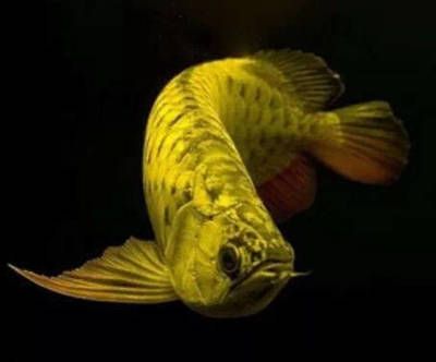 龍魚掉眼怎么處理：龍魚掉眼是龍魚養(yǎng)殖中常見的問題，龍魚掉眼的藥物治療方法