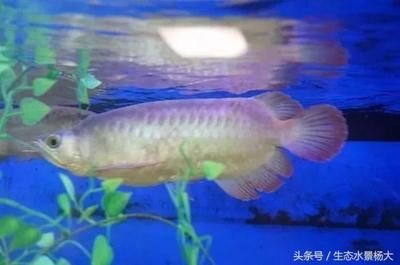 龍魚(yú)培育：龍魚(yú)培育指南