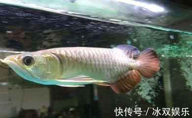 如何判斷金龍魚(yú)的年齡段：如何判斷金龍魚(yú)年齡段 如何判斷金龍魚(yú)的年齡段：如何判斷金龍魚(yú)年齡段 龍魚(yú)百科 第2張