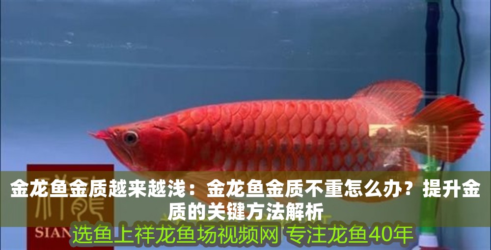 金龍魚金質越來越淺：金龍魚金質不重怎么辦？提升金質的關鍵方法解析