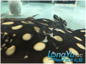 龍魚身上脫皮是怎么回事（龍魚身上脫皮可能由哪些因素引起？） 龍魚身上脫皮是怎么回事（龍魚身上脫皮可能由哪些因素引起？） 龍魚百科 第5張
