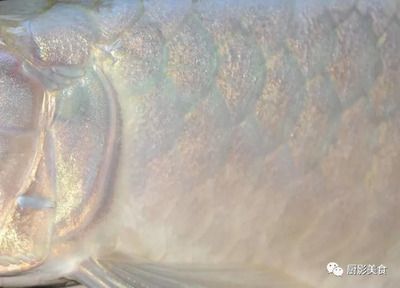 龍魚身上脫皮是怎么回事（龍魚身上脫皮可能由哪些因素引起？） 龍魚身上脫皮是怎么回事（龍魚身上脫皮可能由哪些因素引起？） 龍魚百科 第1張