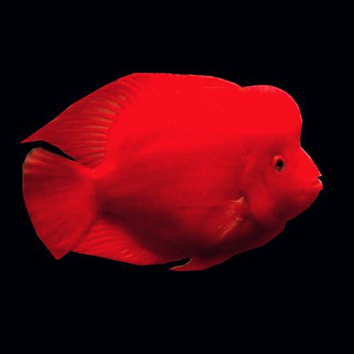 紅色銀龍魚圖片高清
