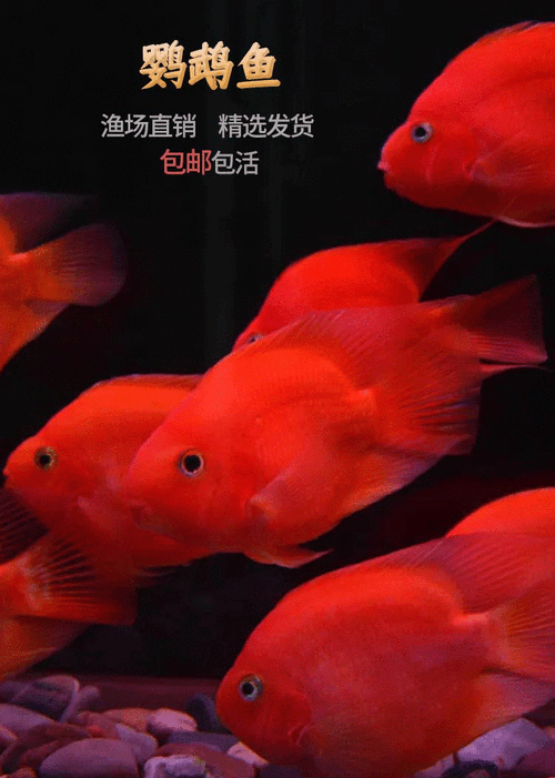 紅色銀龍魚圖片高清