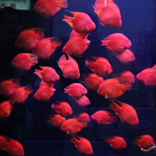 紅色銀龍魚圖片高清