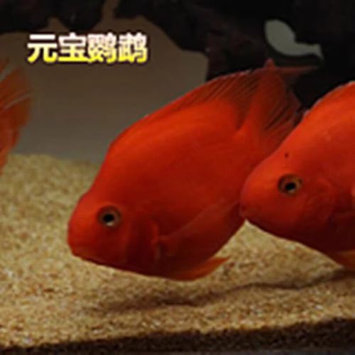 紅色銀龍魚圖片高清