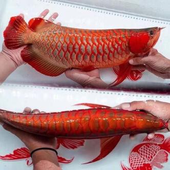 紅色銀龍魚圖片高清