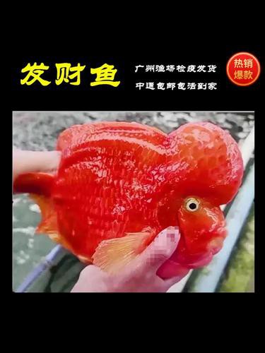 紅色銀龍魚圖片高清