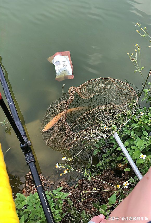 紅色銀龍魚圖片高清