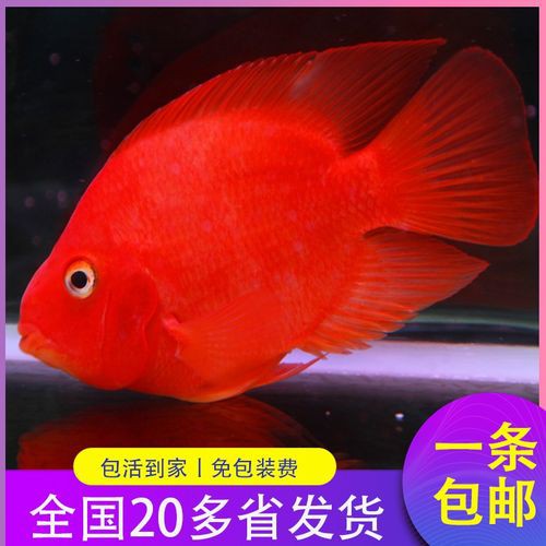 紅色銀龍魚圖片高清