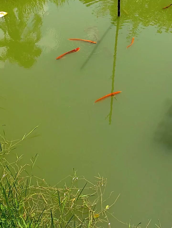 紅色銀龍魚圖片高清