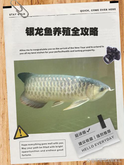 金龍魚銀龍魚的區別圖片