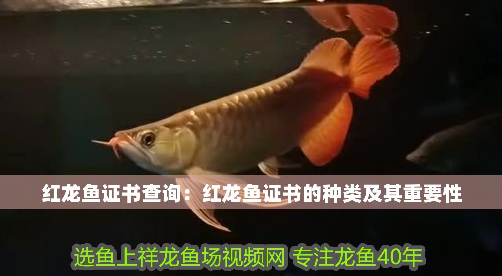 紅龍魚證書查詢：紅龍魚證書的種類及其重要性