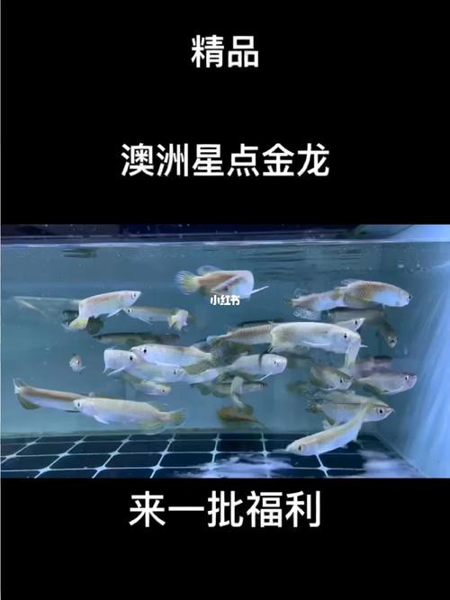 如何選擇合適的星點(diǎn)龍魚品種？