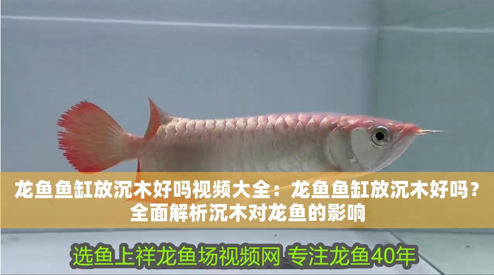 龍魚魚缸放沉木好嗎視頻大全：龍魚魚缸放沉木好嗎？全面解析沉木對龍魚的影響