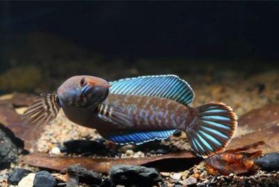 雷龍魚訓練喂食視頻：雷龍魚的訓練喂食視頻