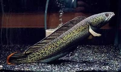雷龍魚訓練喂食視頻：雷龍魚的訓練喂食視頻