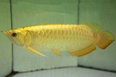 金龍魚一般在哪里生產：金龍魚生產地點是指哪種類型的金龍魚一般在哪里生產