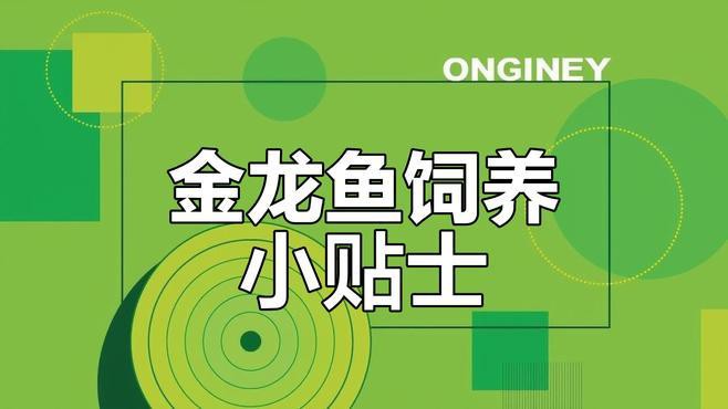 如何飼養古典金龍以優化底色？ 如何飼養古典金龍以優化底色？ 龍魚百科 第1張