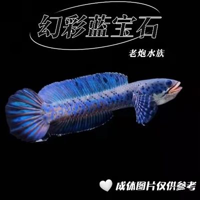 雷龍魚幻紅和眼鏡蛇哪個好看：雷龍魚幻紅和眼鏡蛇哪個更好看取決于個人的審美偏好 雷龍魚幻紅和眼鏡蛇哪個好看：雷龍魚幻紅和眼鏡蛇哪個更好看取決于個人的審美偏好 龍魚百科 第3張