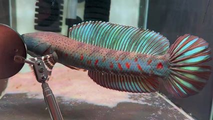 雷龍魚幻紅和眼鏡蛇哪個好看：雷龍魚幻紅和眼鏡蛇哪個更好看取決于個人的審美偏好 雷龍魚幻紅和眼鏡蛇哪個好看：雷龍魚幻紅和眼鏡蛇哪個更好看取決于個人的審美偏好 龍魚百科 第1張