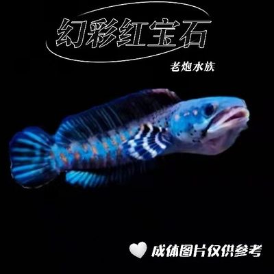 雷龍魚幻紅和眼鏡蛇哪個好看：雷龍魚幻紅和眼鏡蛇哪個更好看取決于個人的審美偏好 雷龍魚幻紅和眼鏡蛇哪個好看：雷龍魚幻紅和眼鏡蛇哪個更好看取決于個人的審美偏好 龍魚百科 第5張
