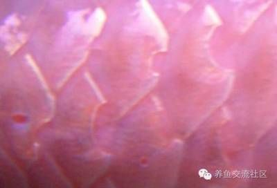 龍魚鱗片潰爛是什么病：龍魚鱗片潰爛可能由多種因素引起龍魚鱗片潰爛可能由多種因素引起