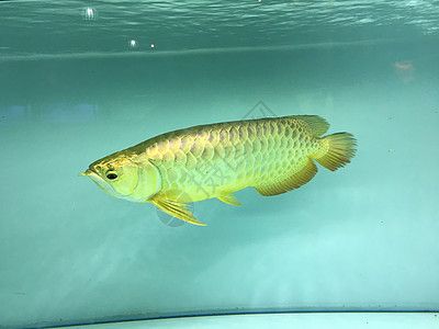 最好的金龍魚(yú)圖片（關(guān)于金龍魚(yú)的介紹） 最好的金龍魚(yú)圖片（關(guān)于金龍魚(yú)的介紹） 龍魚(yú)百科 第2張
