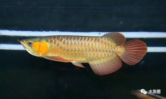 《龍魚?？? title=